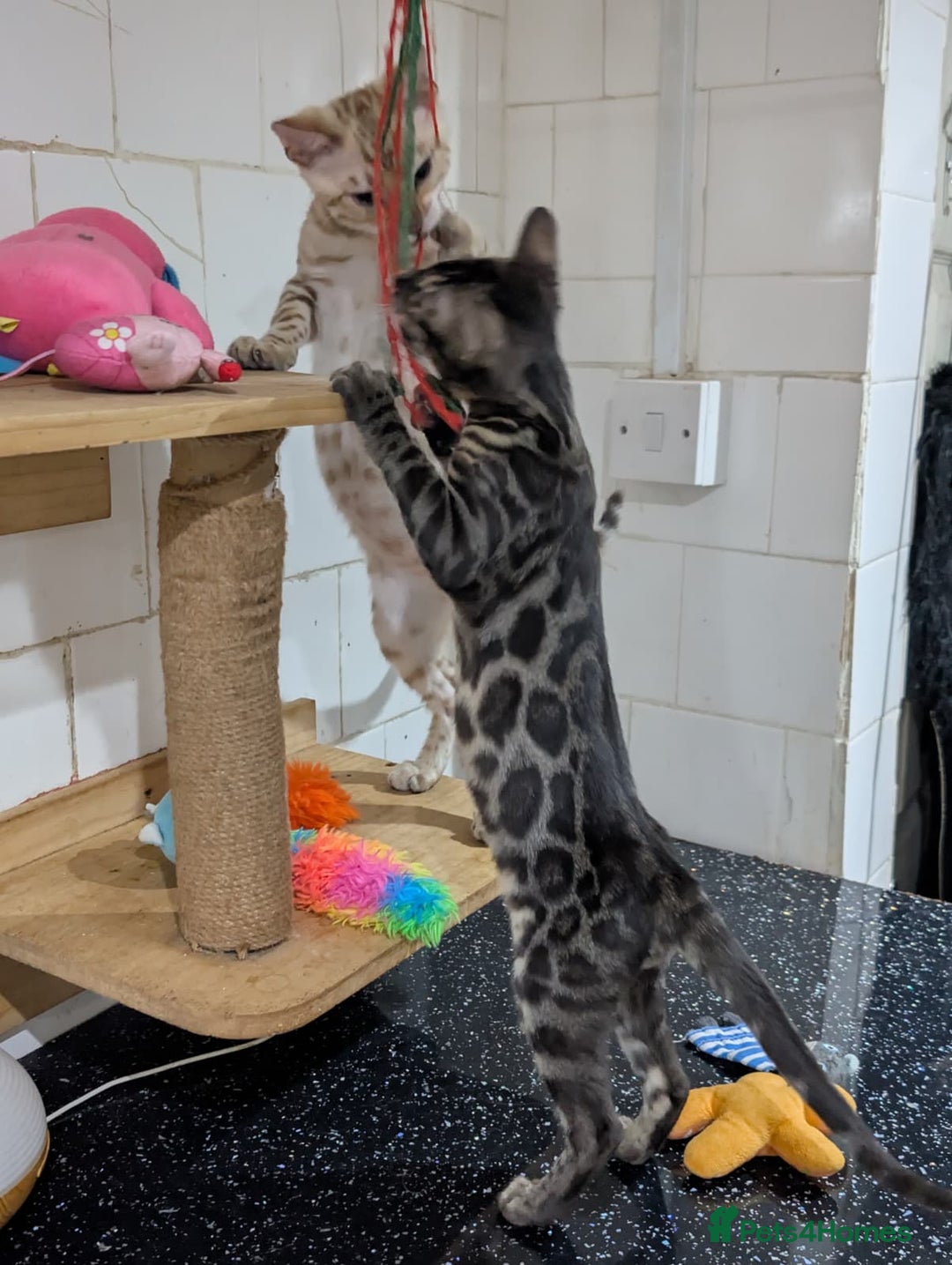 Bengal cats for sale: 🔥✨Pedigree TICA-Registered Bengals - Advert 11