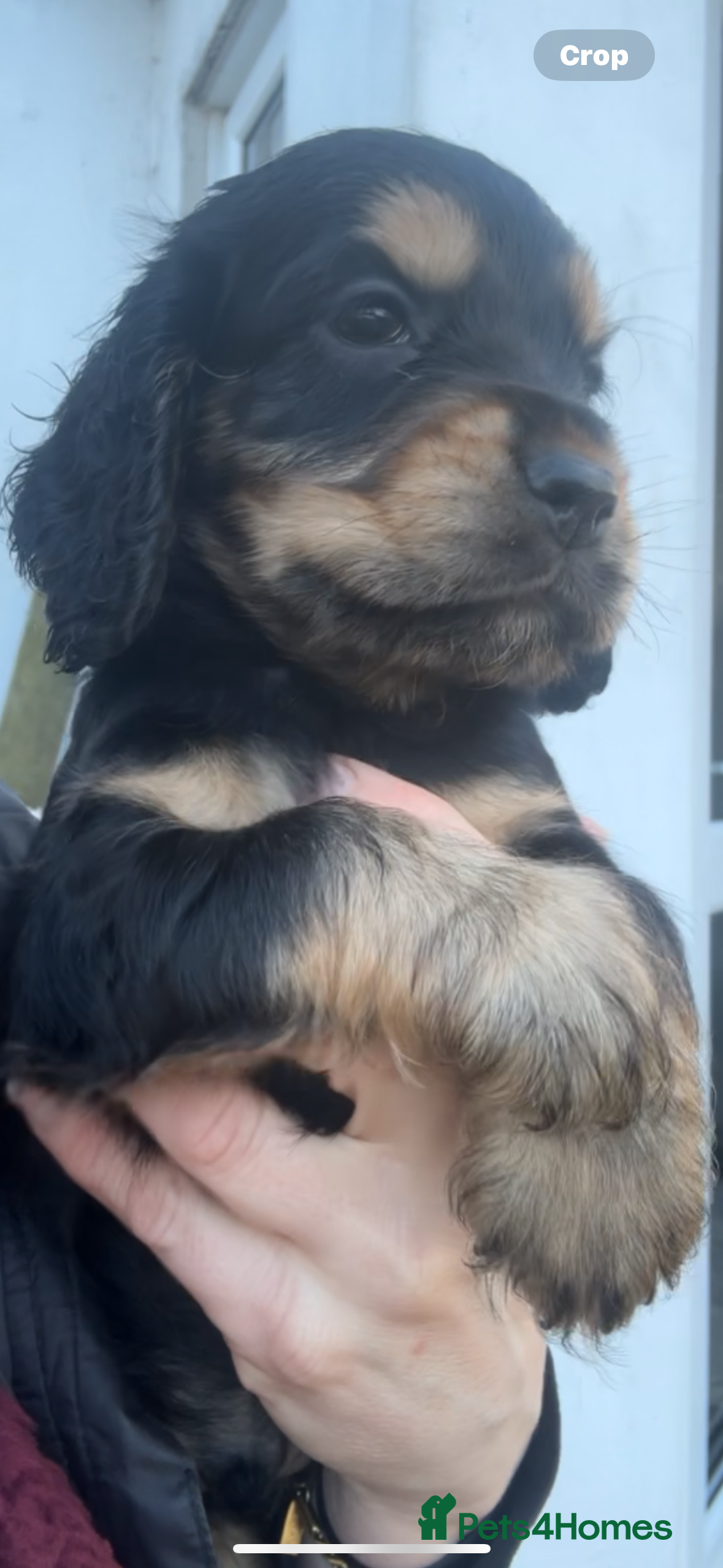 Cocker Spaniel dogs 100% sable show cockers  - Advert 10