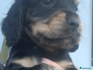 Cocker Spaniel dogs 100% sable show cockers - Advert 10