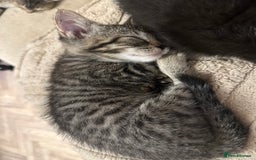Mixed Breed cats for sale: Pretty little girls  - Image 11