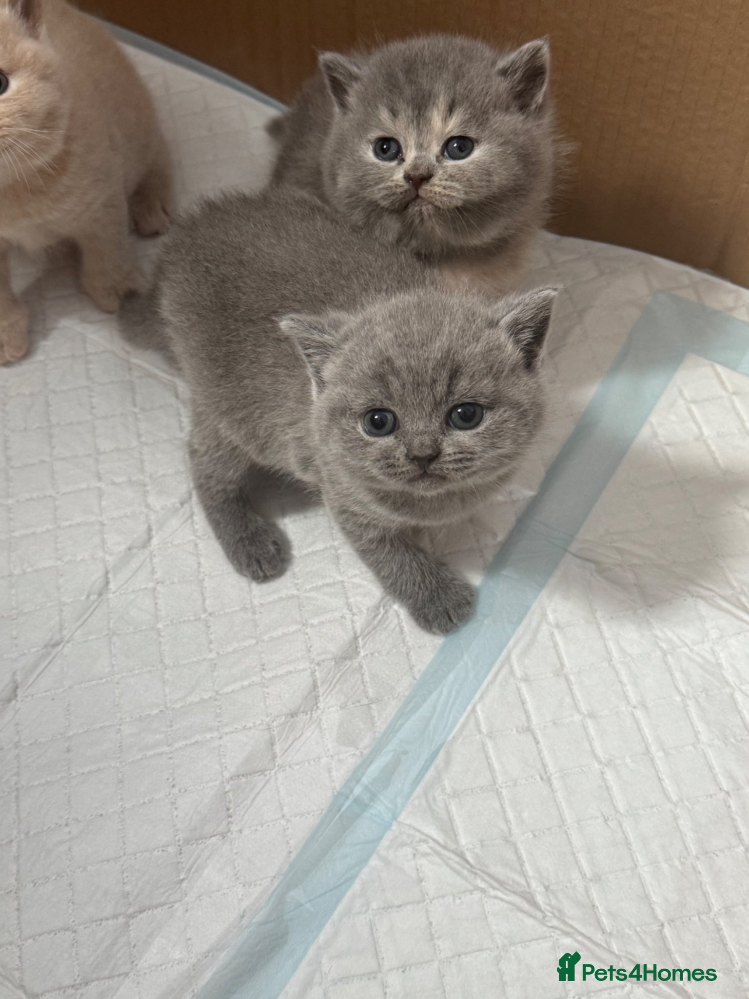 British Shorthair cats BRITISH SHORTHAIR KITTENS AVAILABLE 😻😻😻 - Advert 8