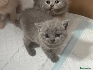 British Shorthair cats BRITISH SHORTHAIR KITTENS AVAILABLE 😻😻😻 - Advert 8