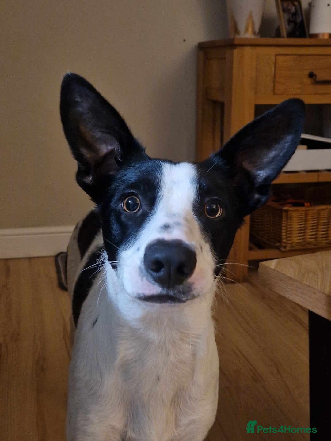 Border Collie dogs for sale: Luna aka Looney! - Advert 7