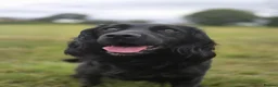 Cocker Spaniel dogs for sale: KC registered working cockers in Harrogate - Advert 19