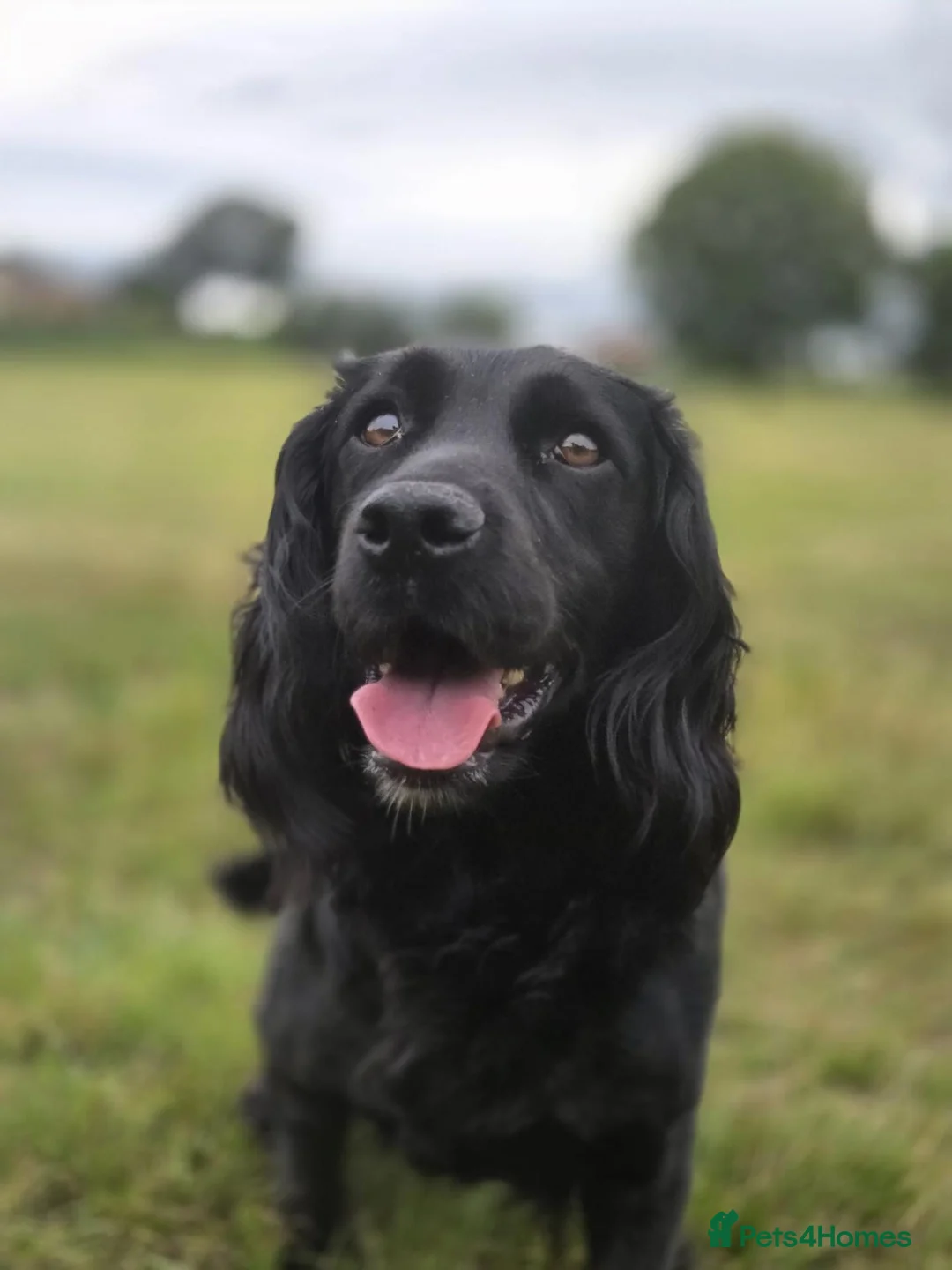 Cocker Spaniel dogs for sale: KC registered working cockers in Harrogate - Advert 19