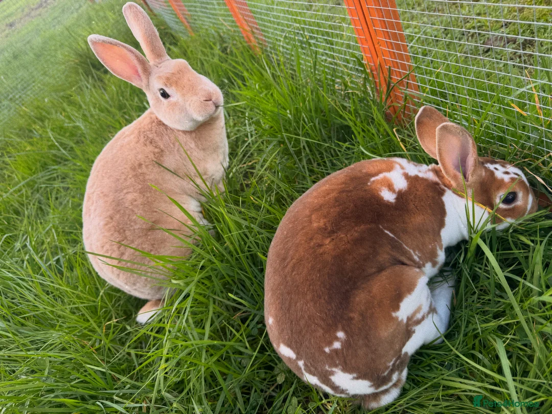 Rex rabbits for sale: Mini Rex babies variety of colours !  - Advert 2