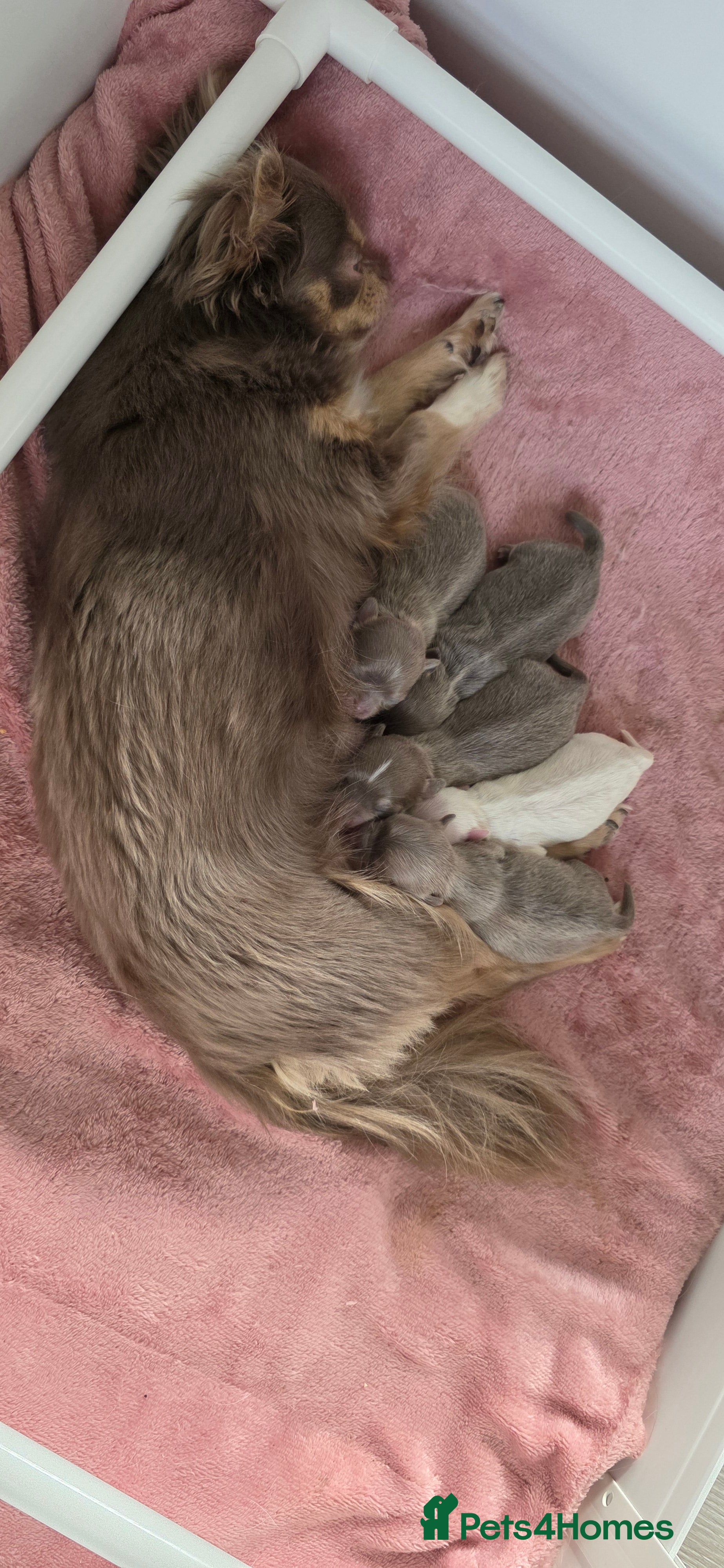 Chihuahua dogs Exquisite 4 Lilac Tri Chihuahua Puppies - Advert 2