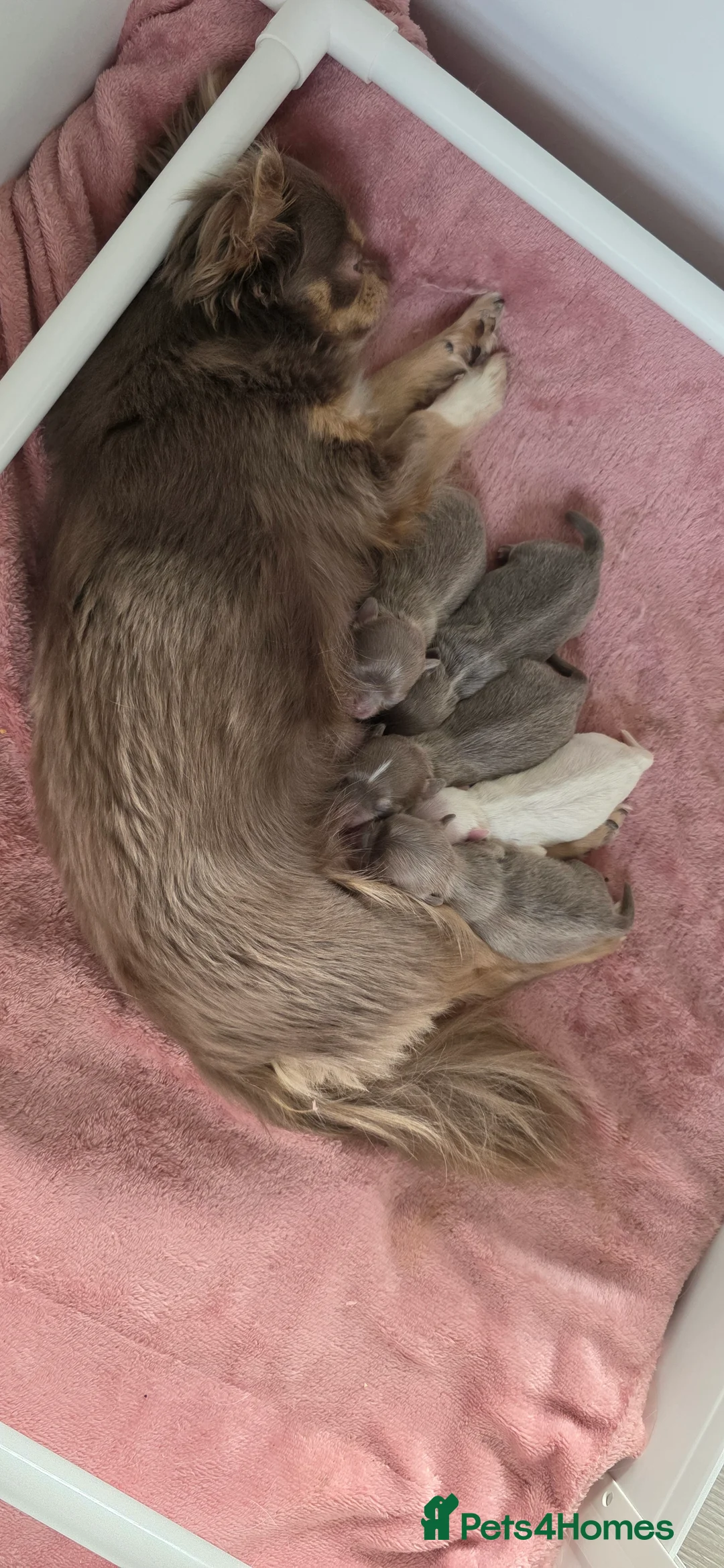 Chihuahua dogs for sale: Exquisite 4 Lilac Tri Chihuahua Puppies - Advert 1