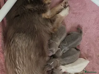 Chihuahua dogs Exquisite 4 Lilac Tri Chihuahua Puppies - Advert 2