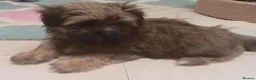 Shih Tzu dogs for sale: Pretty  girl  Shih Tzu in Boston - Advert 6
