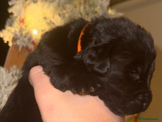 Newfoundland dogs Stunning Newfoundland Puppies Kc Reg 🐾 - Advert 9