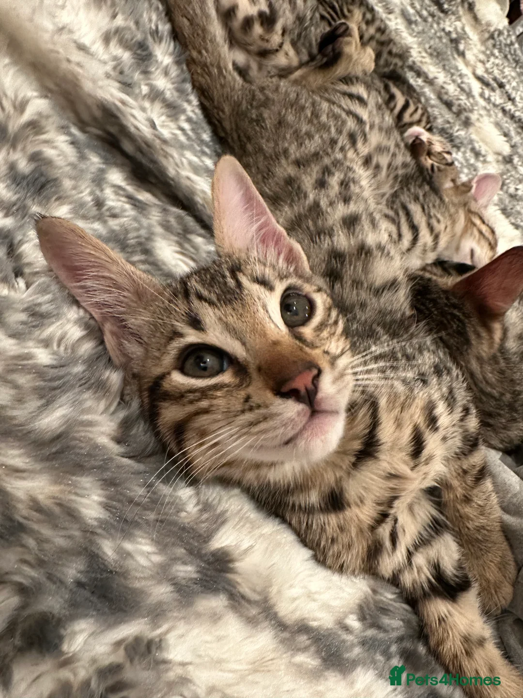 Bengal cats for sale: Sepia Bengal X Savannah kittens Extremely rare  - Advert 2