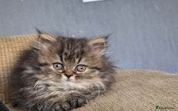 Persian cats for sale: Kittens - Image 3