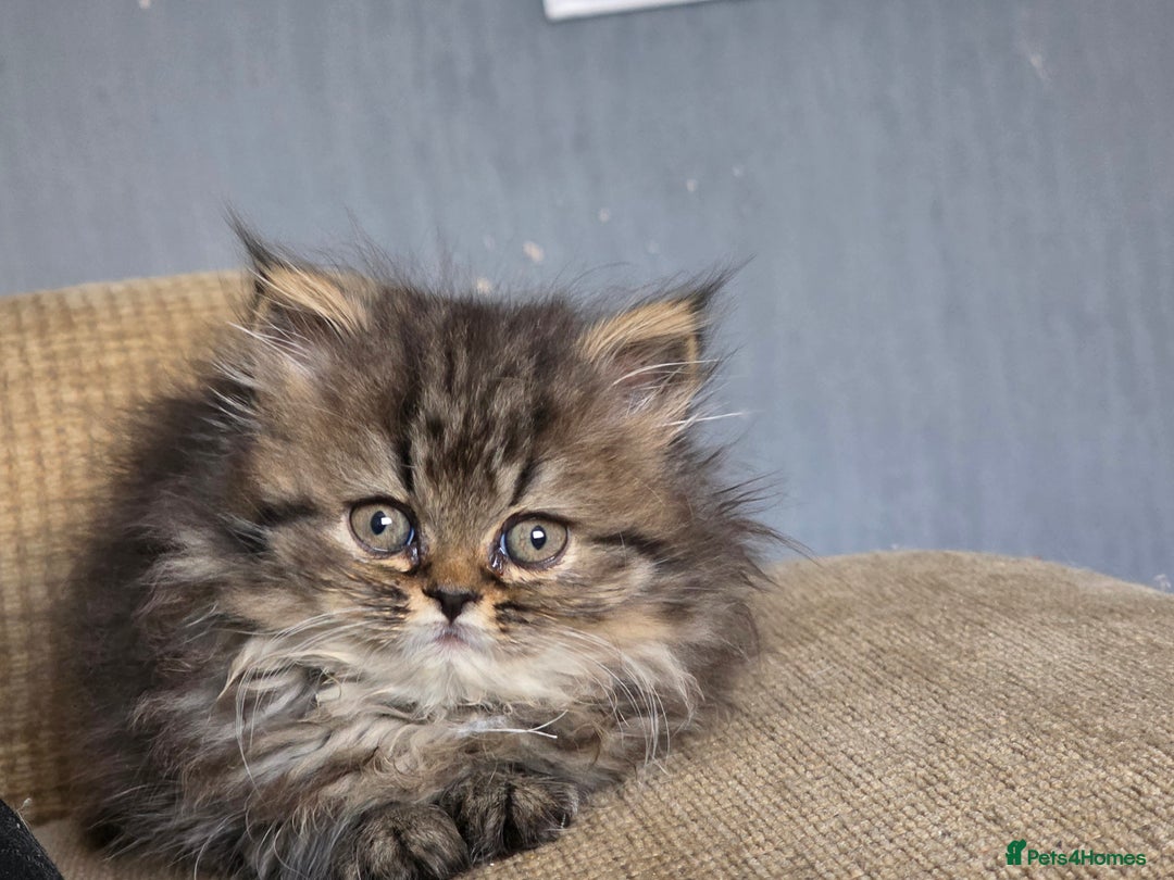 Persian cats for sale: Kittens - Image 3