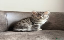 Siberian cats for sale: TICA registered Traditional  Siberians - Image 1