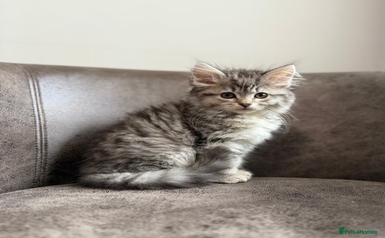 Siberian cats - Advert 1