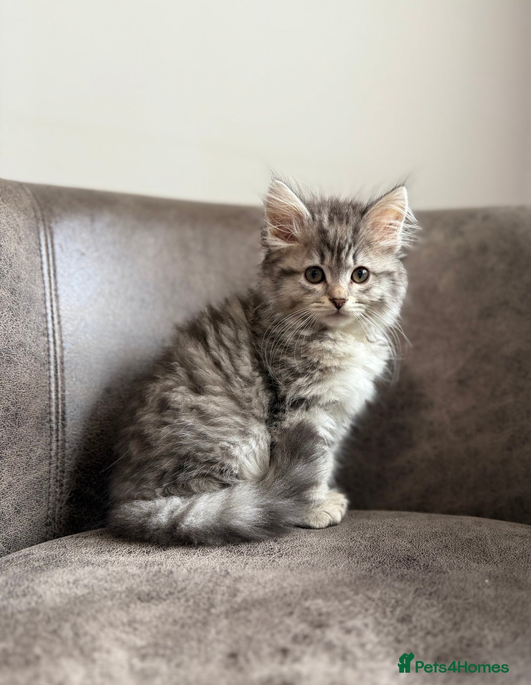 Siberian cats for sale: TICA registered Traditional  Siberians - Image 1