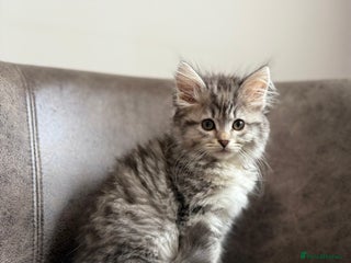 Siberian cats - Advert 6