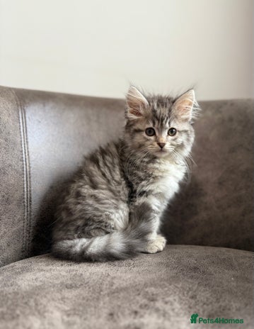 Siberian cats - Advert 3