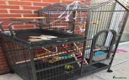 Parrots birds for sale: Tame and talkative African grey parrot - Image 3