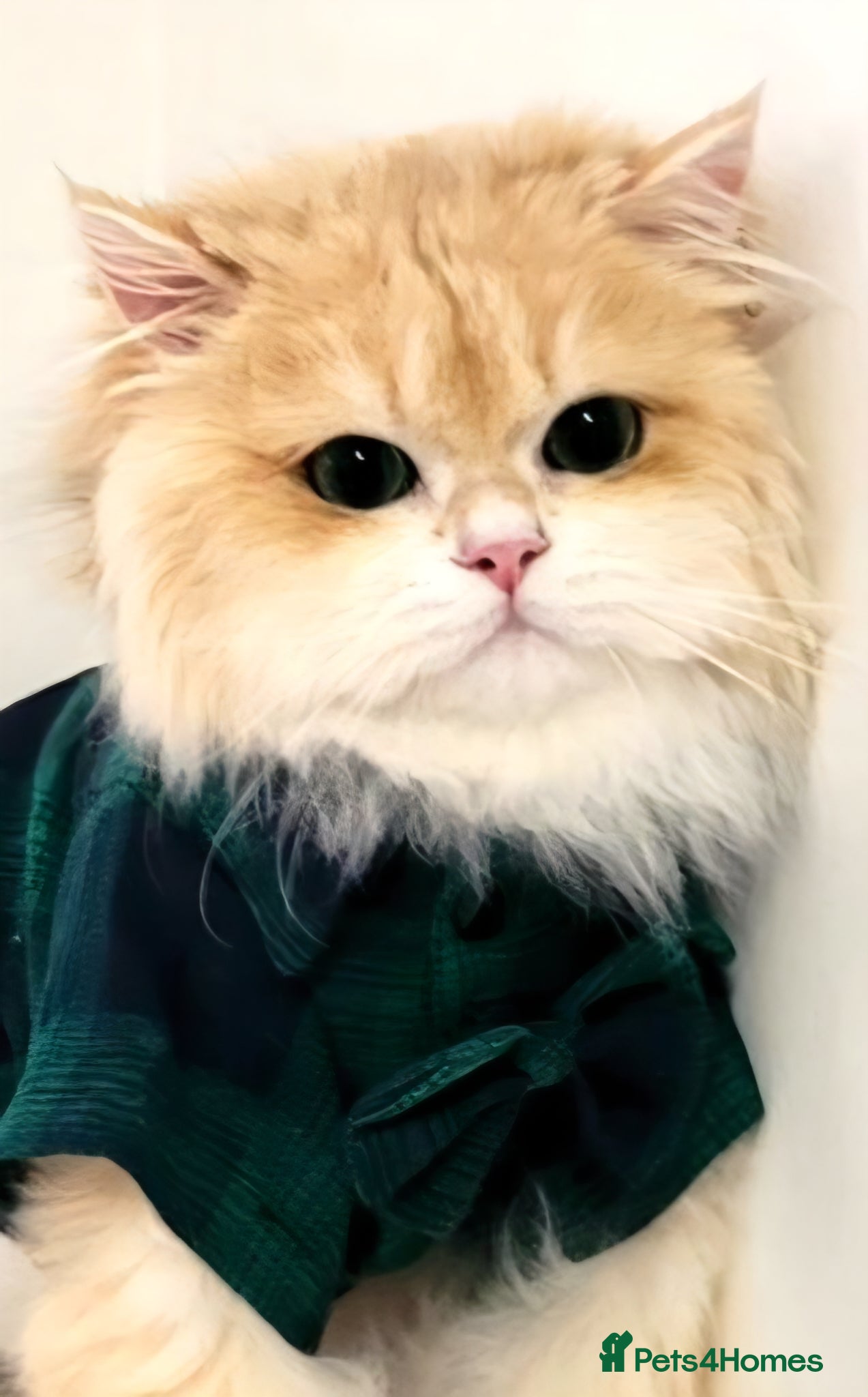 British Longhair cats British Longhair st.Melt-your-heart-eyes.Beginner  - Advert 3