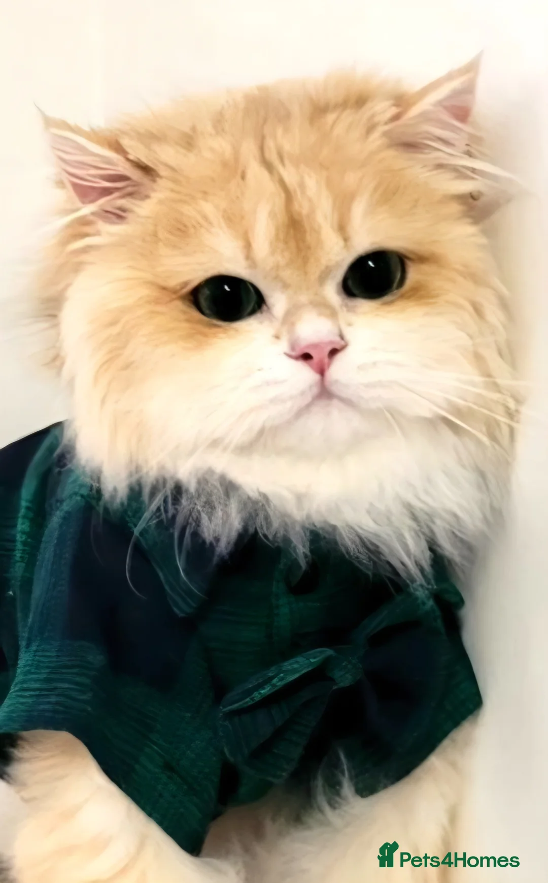British Longhair cats for stud: British Longhair st.Melt-your-heart-eyes.Beginner  - Advert 1
