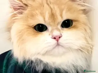 British Longhair cats British Longhair st.Melt-your-heart-eyes.Beginner - Advert 3