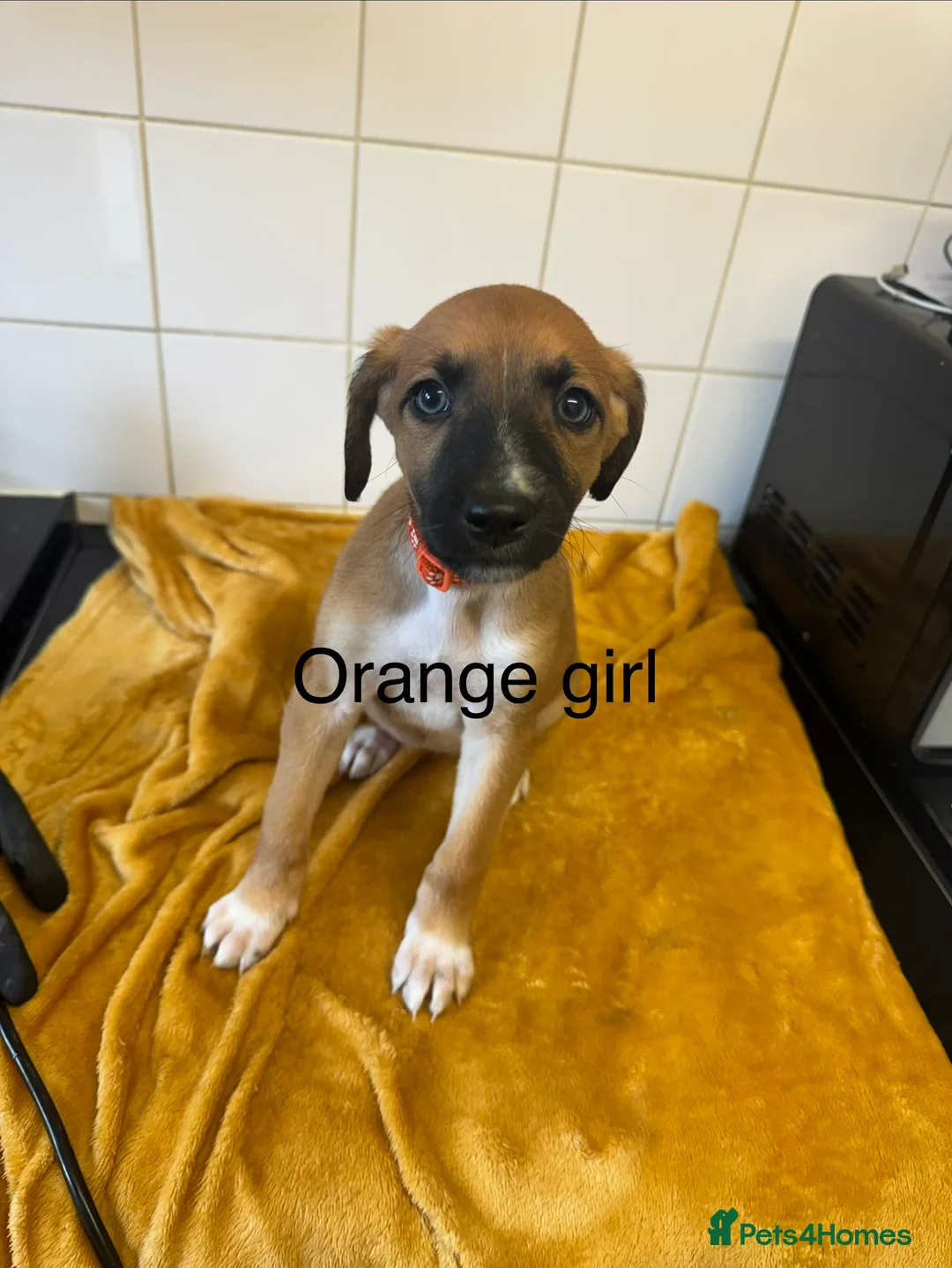 Lurcher dogs for sale: Mali x sluki puppies  - Advert 3