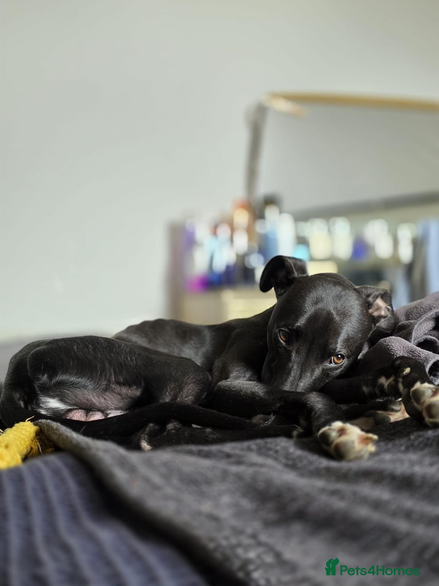 Whippet dogs 2.5 year old male whippet - Advert 1