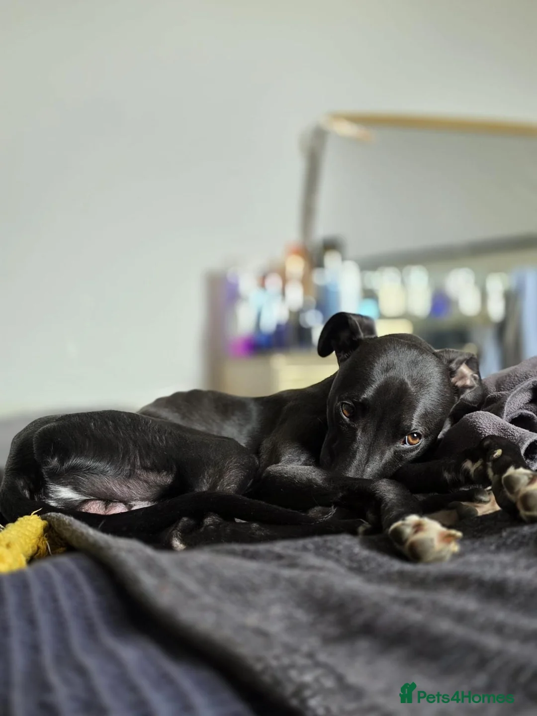 Whippet dogs for sale: 2.5 year old male whippet in Knutsford - Advert 1