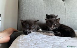 British Shorthair cats for sale: British short hair cross  - Image 8