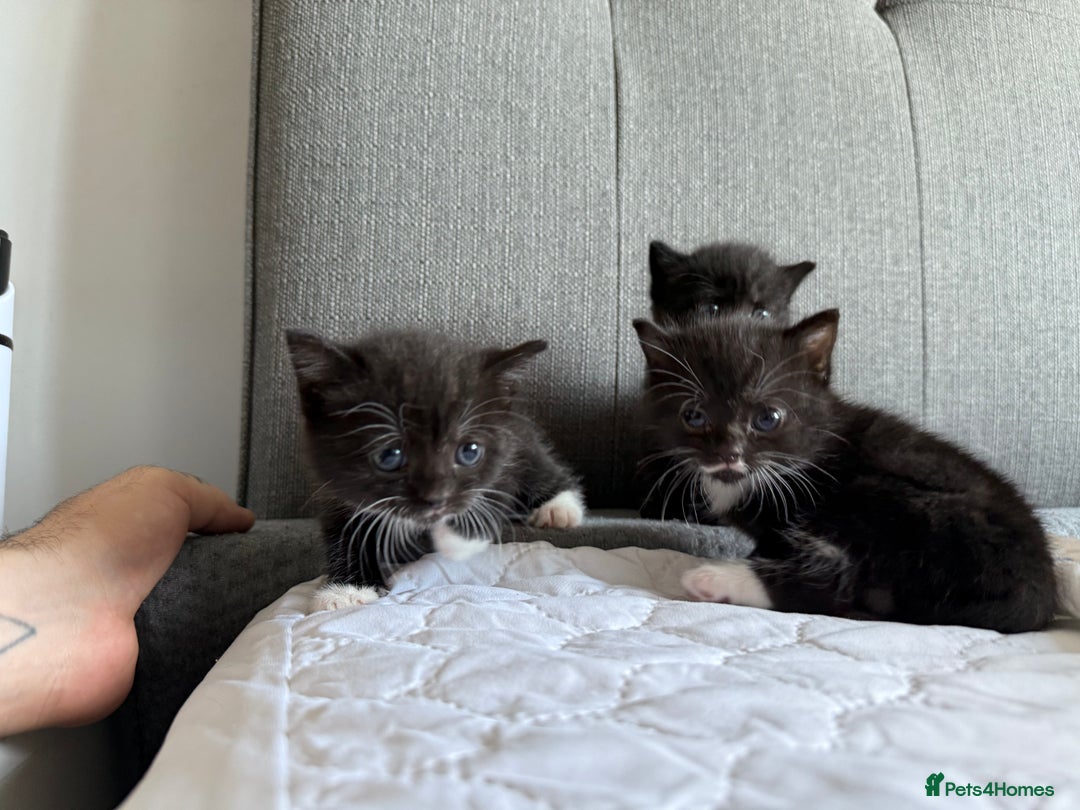 British Shorthair cats for sale: British short hair cross  - Image 8