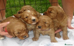 Cockapoo dogs for sale: Stunning F1 cockapoo puppies  - Image 12