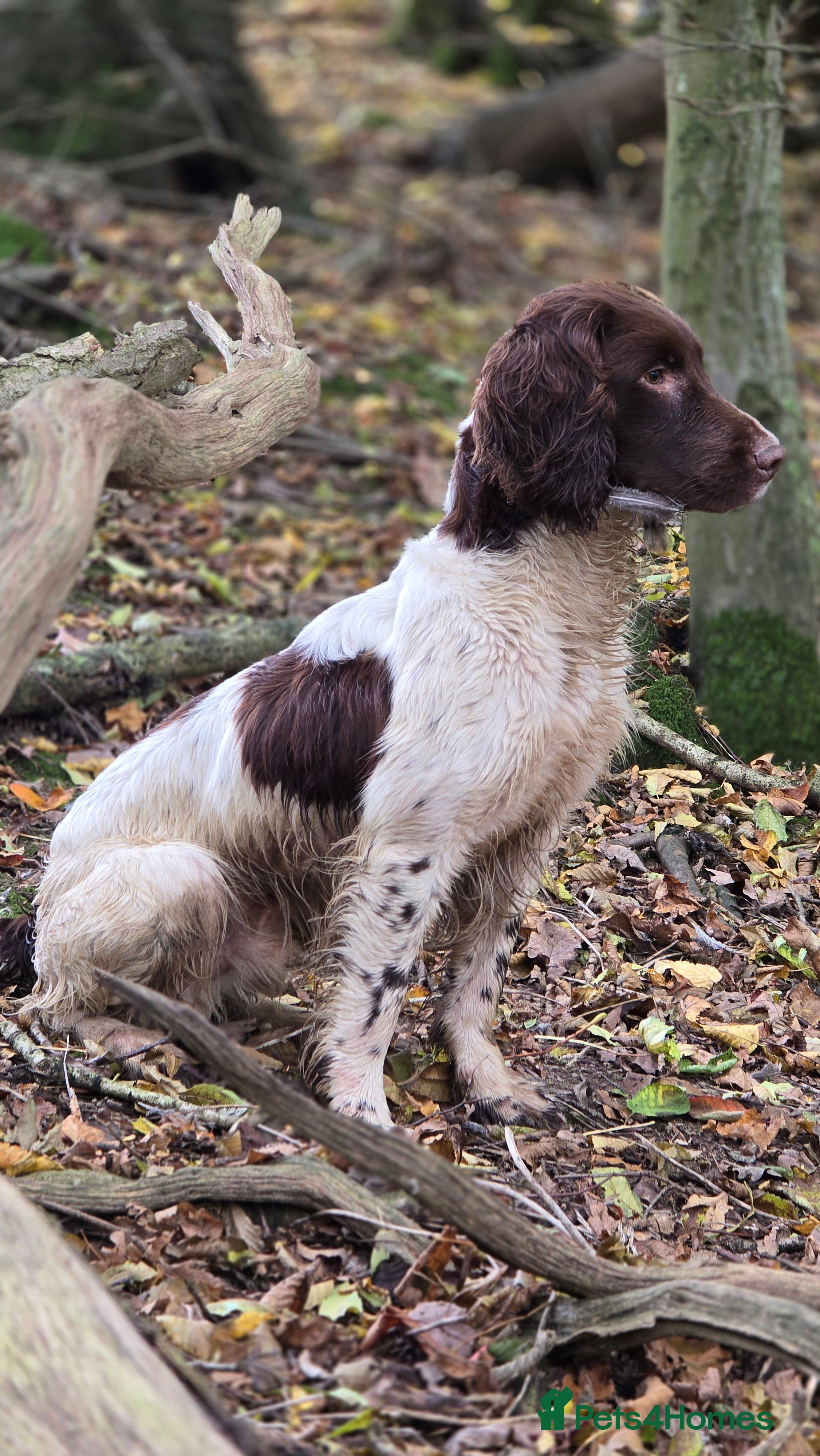 English Springer Spaniel dogs Fully Health Tested Exceptionally bred ESS Stud in Rye - Advert 4