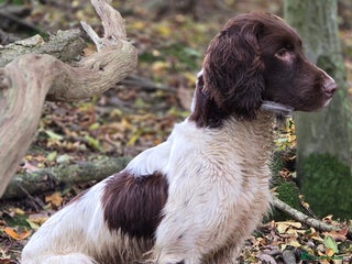 English Springer Spaniel dogs in Rye - Advert 1