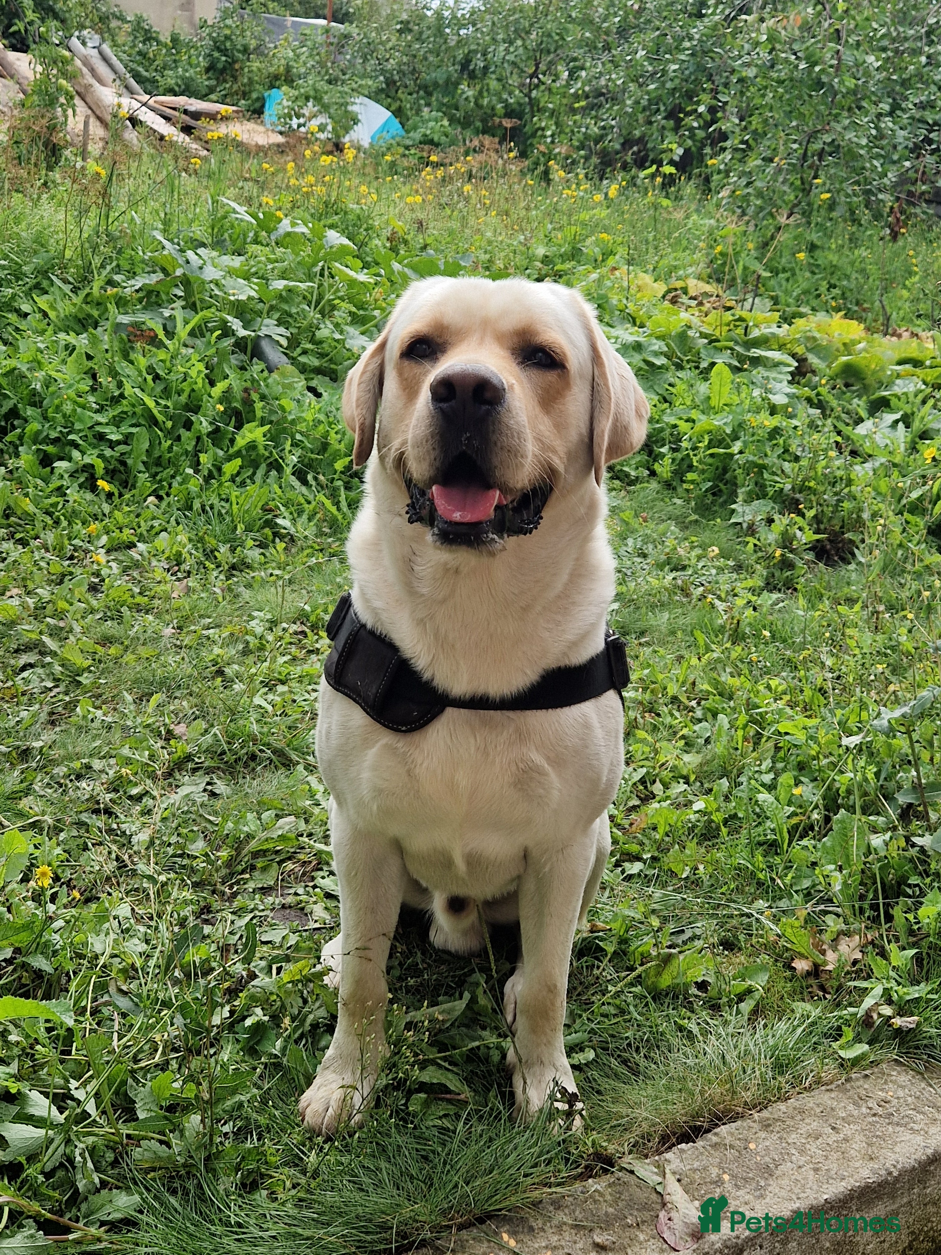 Labrador Retriever dogs Yellow/ gold labrador for the stud!!! in Thornton Heath - Advert 2