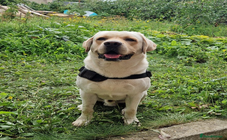 Labrador Retriever dogs in Thornton Heath - Advert 10