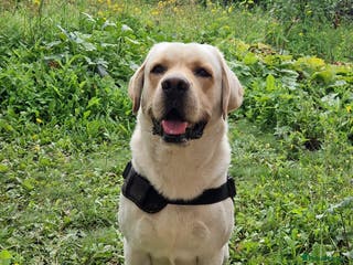 Labrador Retriever dogs Yellow/ gold labrador for the stud!!! in Thornton Heath - Advert 6