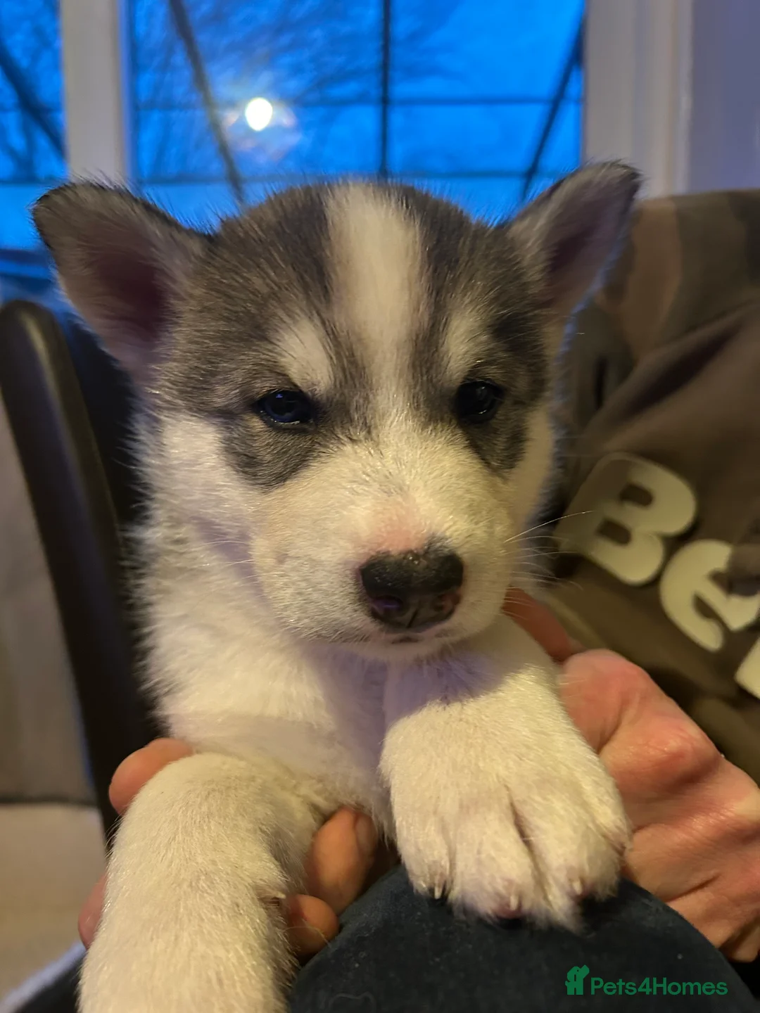 Siberian Husky dogs for sale: Siberian husky  - Advert 1