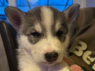 Siberian Husky dogs Siberian husky - Advert 1