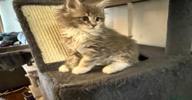 Maine Coon cats - Advert 9