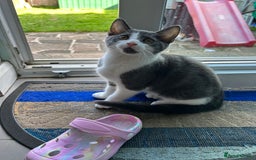 Russian Blue cats for sale: Charming Blue Boys - Image 16