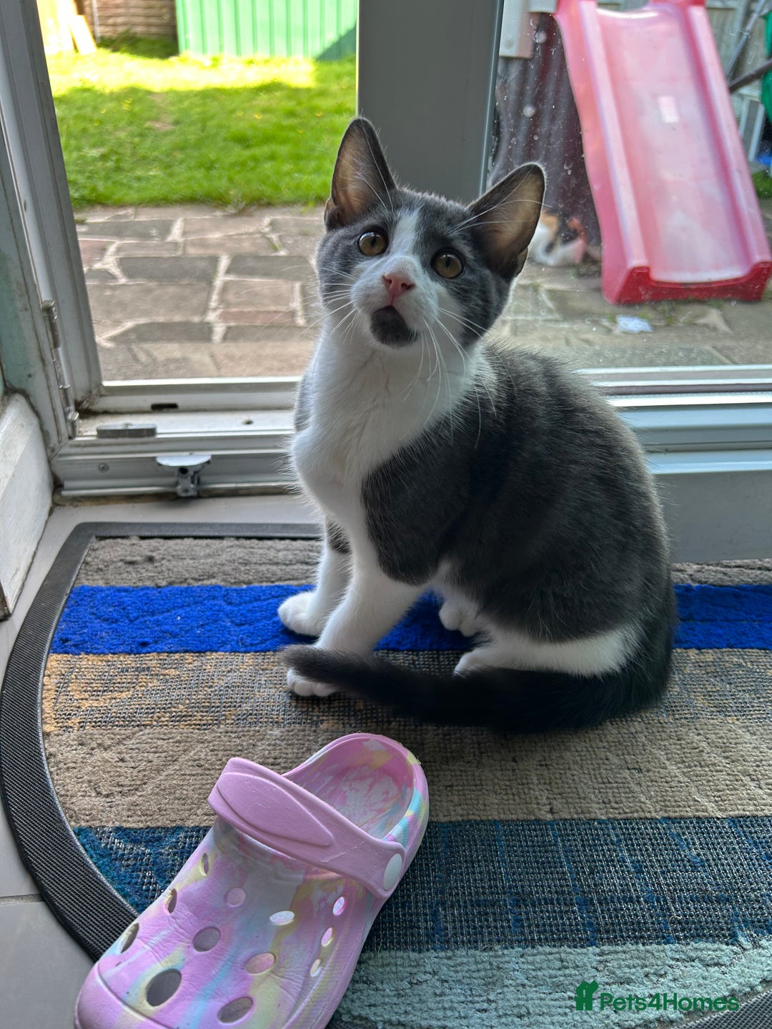 Russian Blue cats for sale: Charming Blue Boys - Image 16