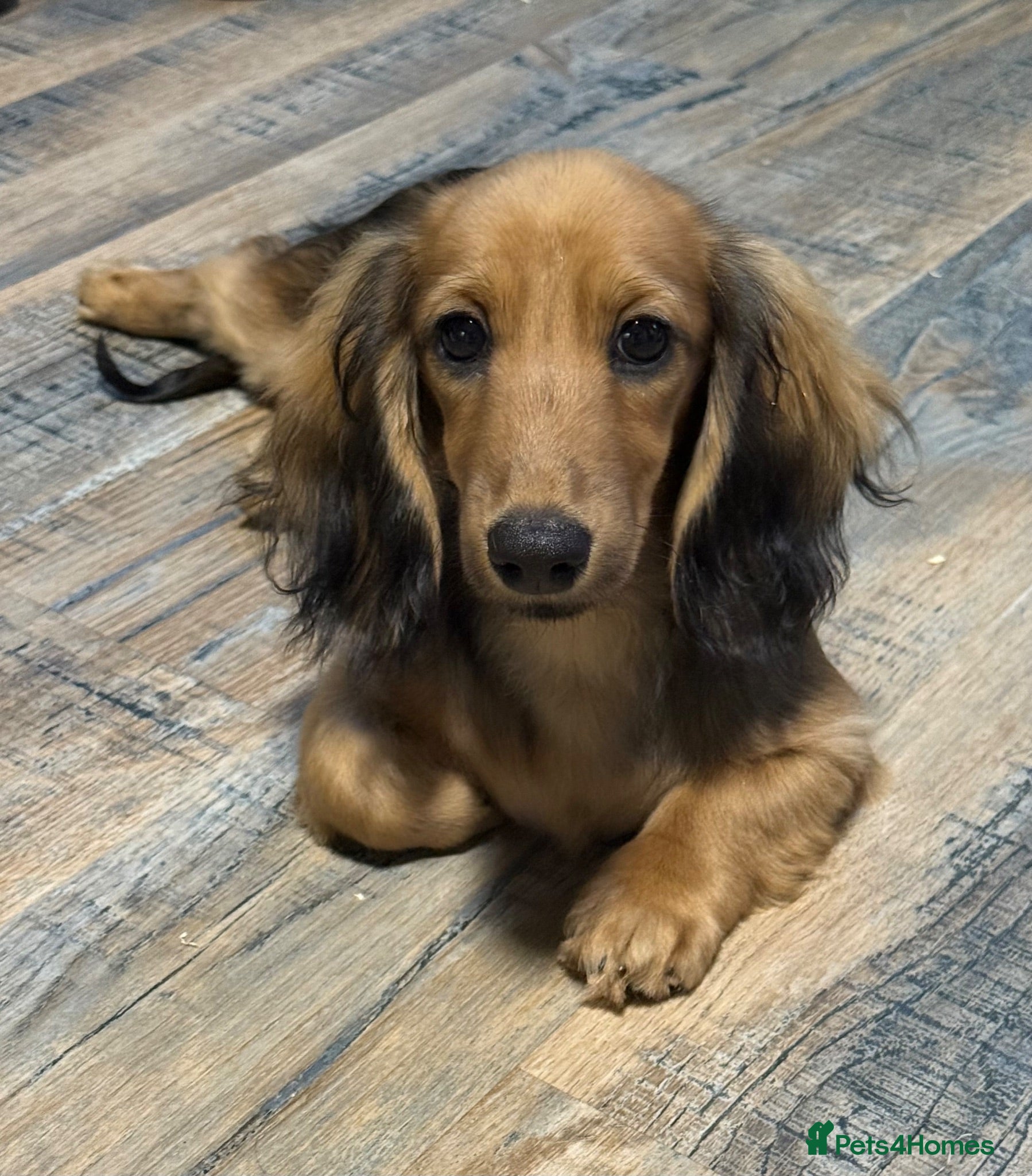 Miniature Dachshund dogs Kc registered miniature longhaired dachshunds   - Advert 1