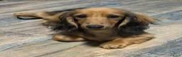 Miniature Dachshund dogs for sale: Kc registered miniature longhaired dachshunds   - Advert 1
