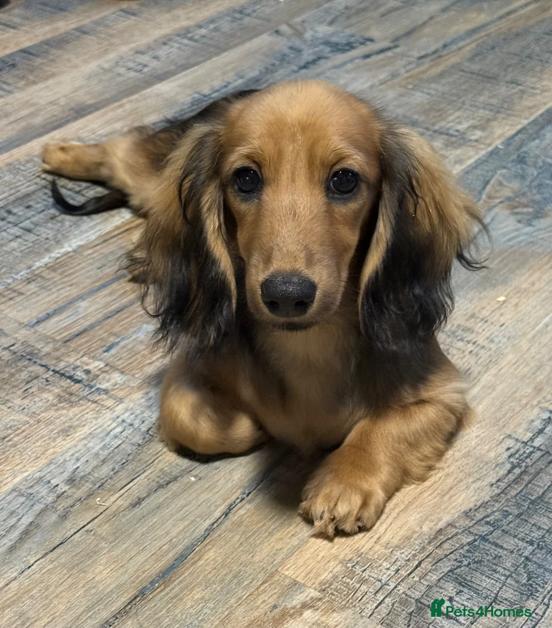 Miniature Dachshund dogs for sale: Kc registered miniature longhaired dachshunds   - Advert 1