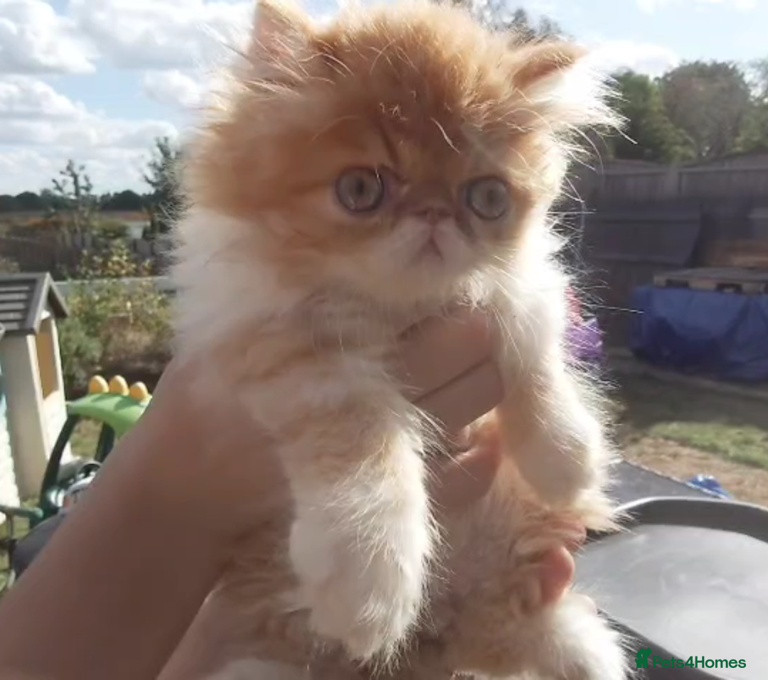 Persian cats for sale: Persian kittens KC Registered with pedigree - Image 17