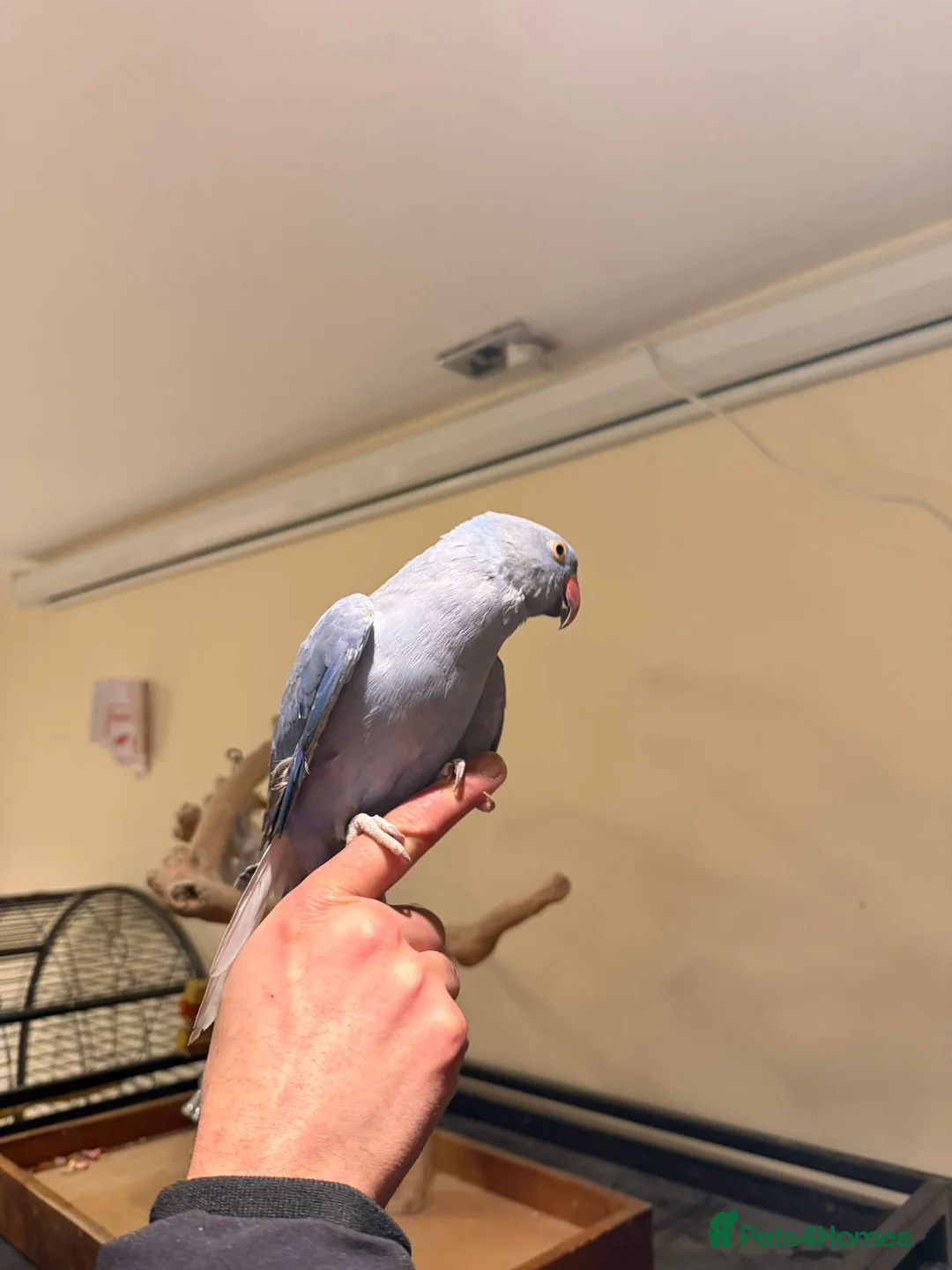 Budgerigars birds for sale: Violet Baby Ringneck! - Advert 3