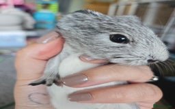 Guinea Pig rodents for sale: 3 baby guinea pigs - Image 4