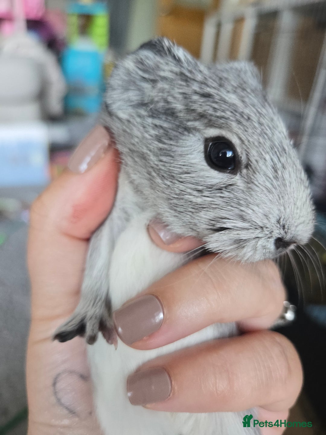 Guinea Pig rodents for sale: 3 baby guinea pigs - Image 4